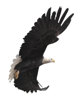 Kartal bembeyaz uçuyor