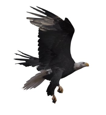 Kartal bembeyaz uçuyor