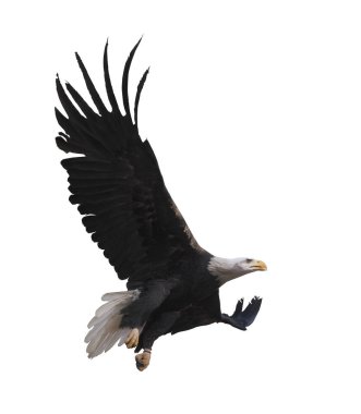 Kartal bembeyaz uçuyor