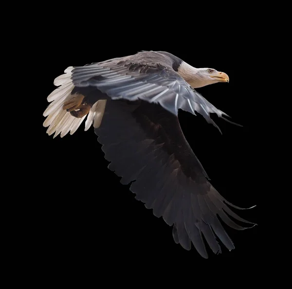 Eagle flying isolated at black