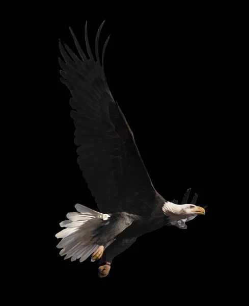 Eagle flying isolated at black