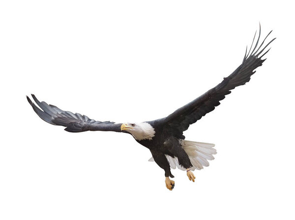 Орел летит в одиночестве на белом