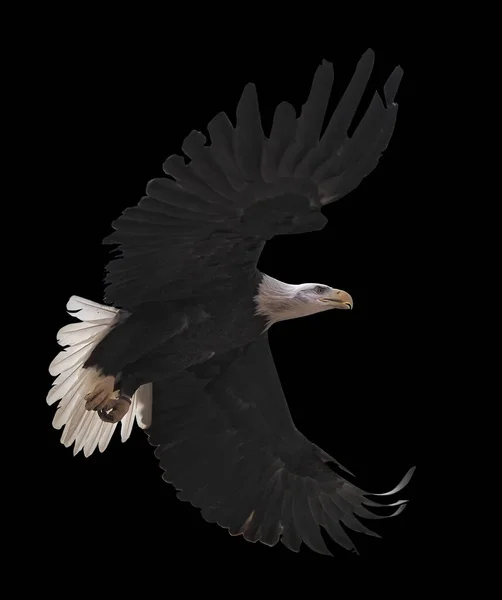 Eagle flying isolated at black