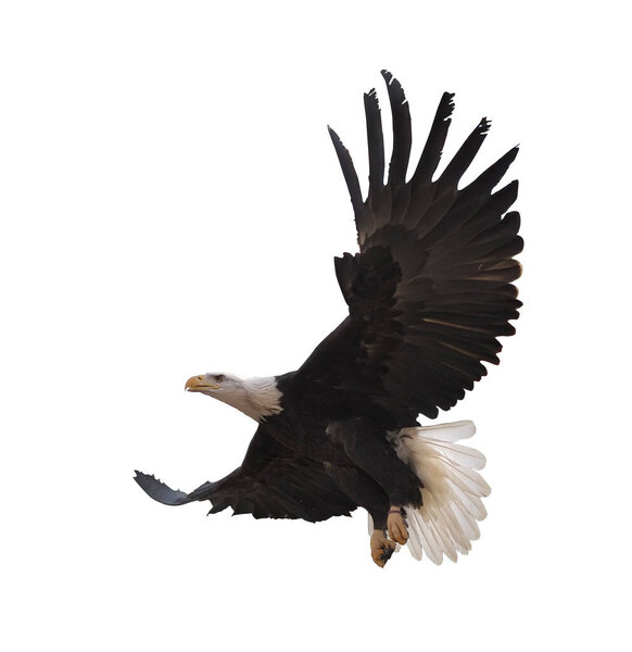 Орел летит в одиночестве на белом