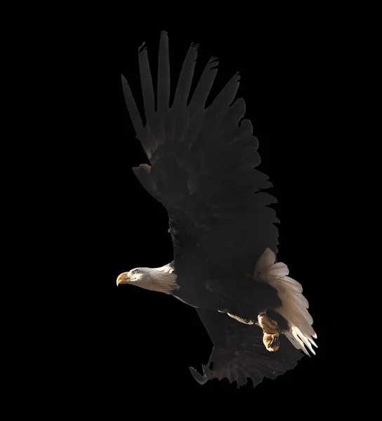 Eagle flying isolated at black