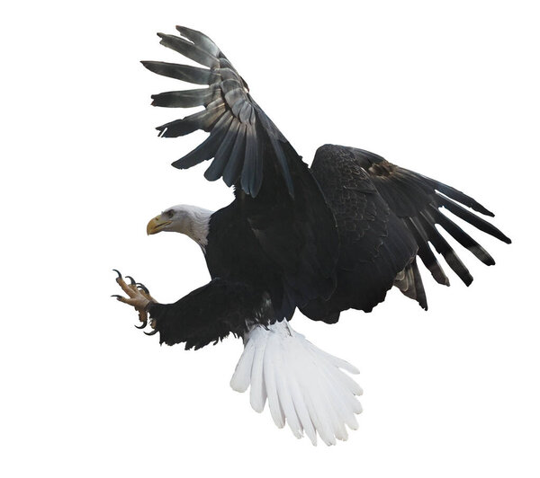 Орел летит в одиночестве на белом