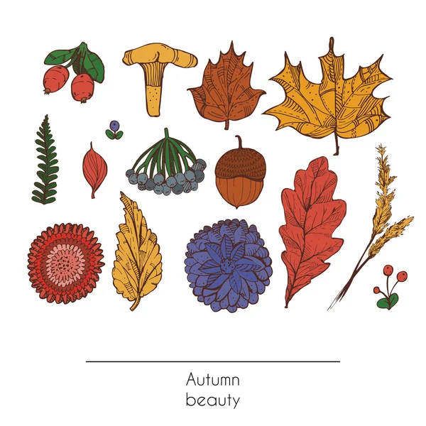 Hand gezeichnet Herbst schöne Reihe von Blättern, Blumen, Zweigen, Pilzen und Beeren, isoliert auf weißem Hintergrund. farbenfrohe Illustration der herbstlichen Schönheit der Natur mit grafisch verzierten Objekten — Stockvektor