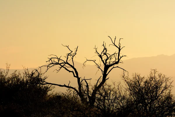 Toter Mesquite-Baum Silhouette in der Wüste bei Sonnenuntergang — Stockfoto