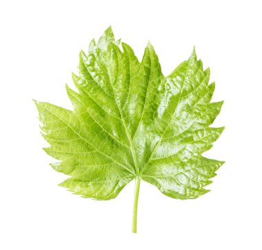 Bahar üzüm yaprağı