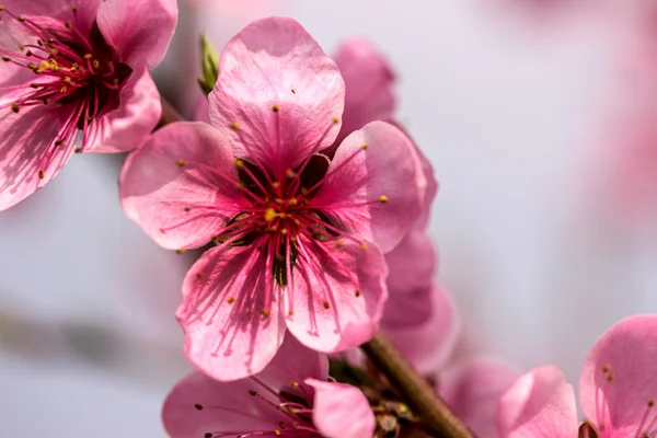 Peach flowers on a branch — Stock Photo, Image