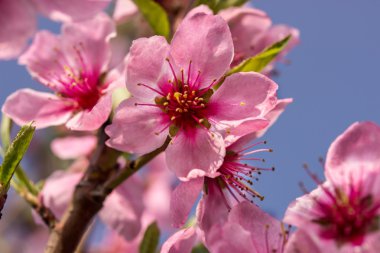 Şeftali çiçekleri dal
