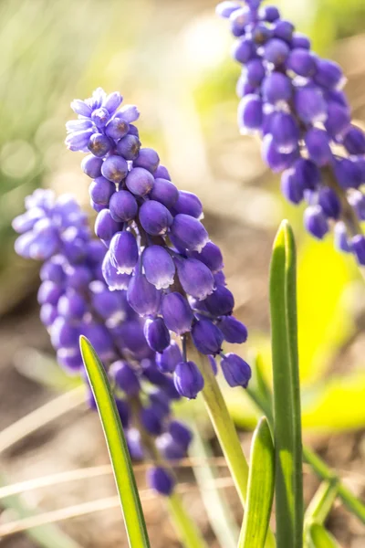 Muscari Blauwe bloem — Stockfoto