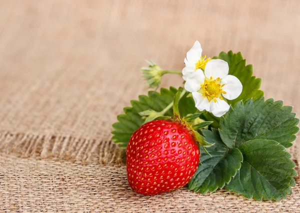 Fresas rojas al aire libre en una mesa derevyannos —  Fotos de Stock