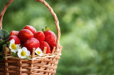 çilek doğal arka planda