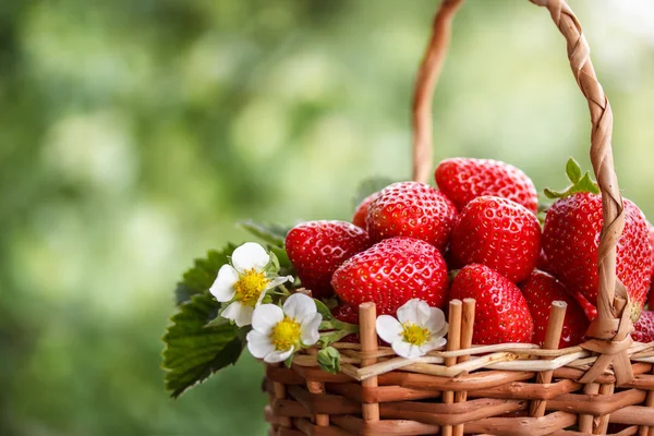 Jordgubbar i naturliga bakgrund — Stockfoto