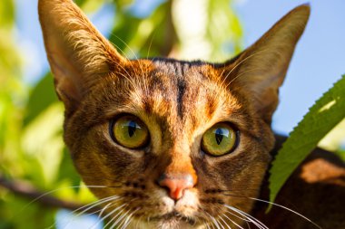 İskoç kedi açık havada 