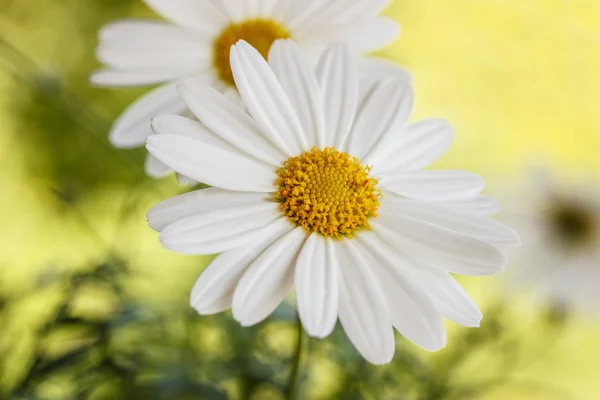 Fondo floral manzanilla — Foto de Stock