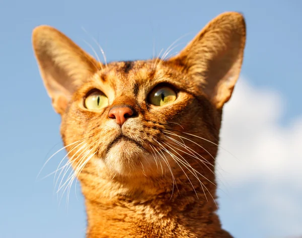 İskoç kedi açık havada — Stok fotoğraf