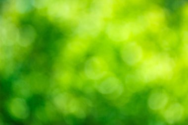 Güneşli soyut yeşil doğa arkaplanı