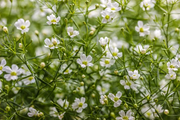 yeşil çiçek arkaplanı