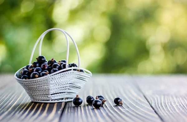 Black currants  in summer — Stock Photo, Image