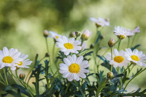 Flores de manzanilla en verano, fondo borroso — Foto de Stock