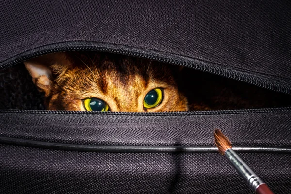 Abyssinian cat in the bag