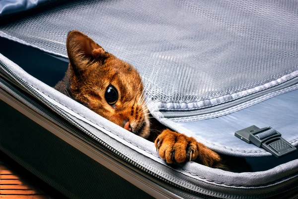 Abyssinian cat in the bag — Stock Photo, Image