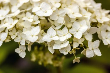 açık havada bir çiçek yay üzerinde arı