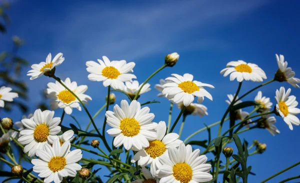 Camomilles blanches sur fond bleu ciel — Photo