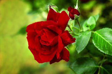 Kırmızı güller kapanıyor. Arkaplan.