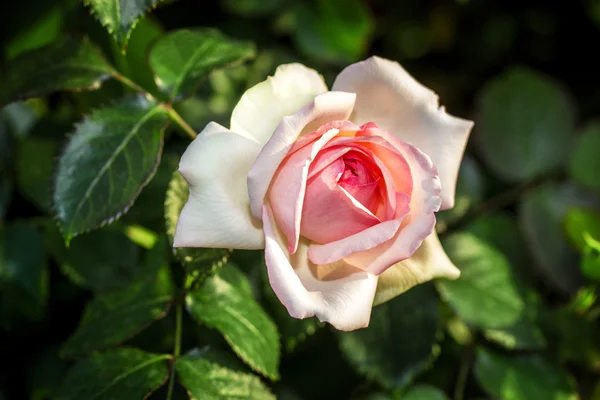 Rosen aus nächster Nähe. Hintergrund. — Stockfoto