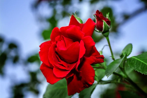Rote Rosen aus nächster Nähe. Hintergrund. — Stockfoto