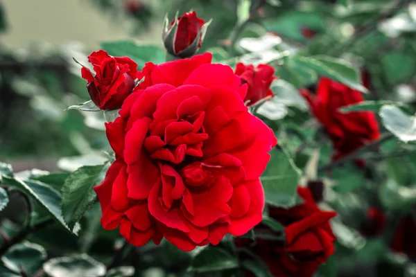 Rote Rosen aus nächster Nähe. Hintergrund. — Stockfoto