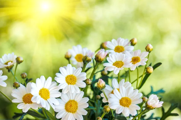 여름의 카모 밀레 꽃, 희미 한 배경 — 스톡 사진