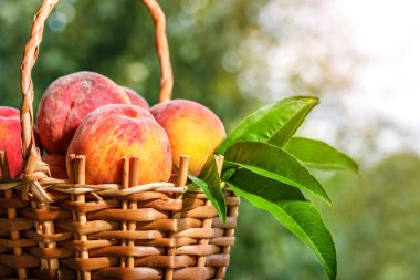 açık havada yeşil bokeh yakın çekim şeftali