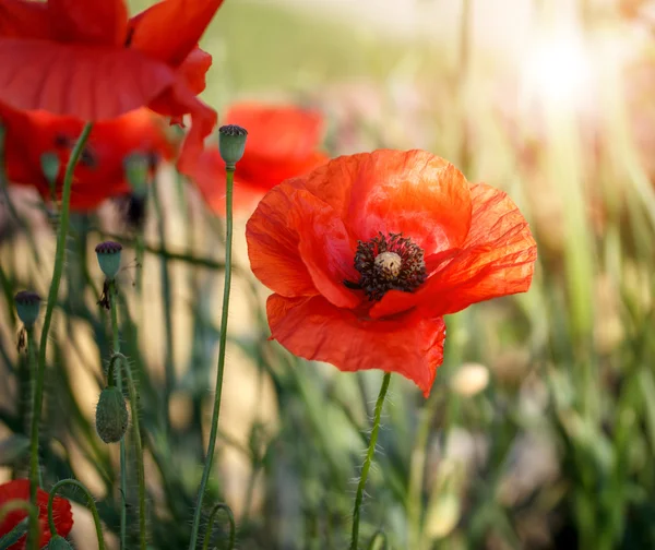 Poppies in the garden — Stock Photo, Image