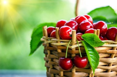 kiraz bahçesinde bir sepet içinde