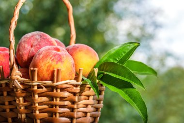 açık havada ahşap bir masa üzerinde yeşil bokeh şeftali 