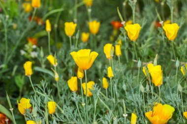 Yeşil çiçek arka plan açık havada 