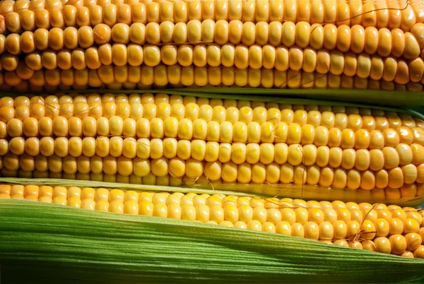 Fresh corn on cobs on rustic wooden table — Stock Photo, Image