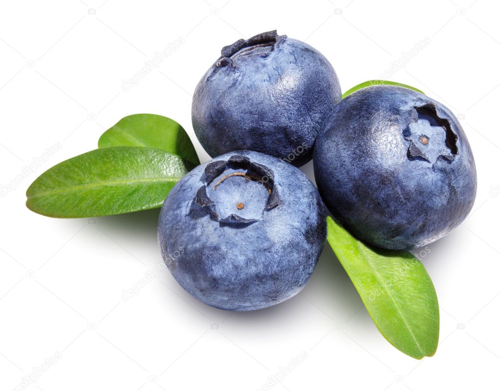 blueberries isolated  on background