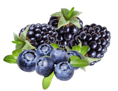 İzole bir yaban mersini, böğürtlen ve 