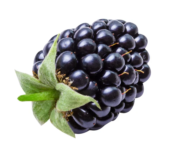 孤立的单个新鲜黑莓 — 图库照片