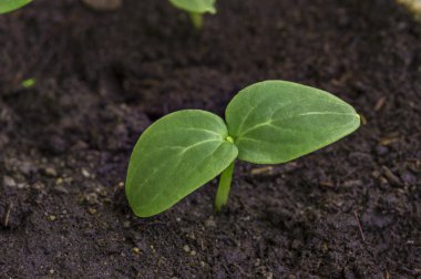 Küçük bir salatalık bitkisi.