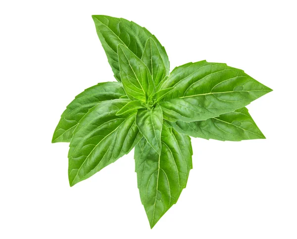 Basil on a white background — Stock Photo, Image