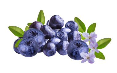 İzole taze Bilberries yaban mersini