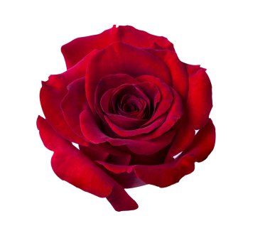 üzerinde beyaz izole kırmızı gül