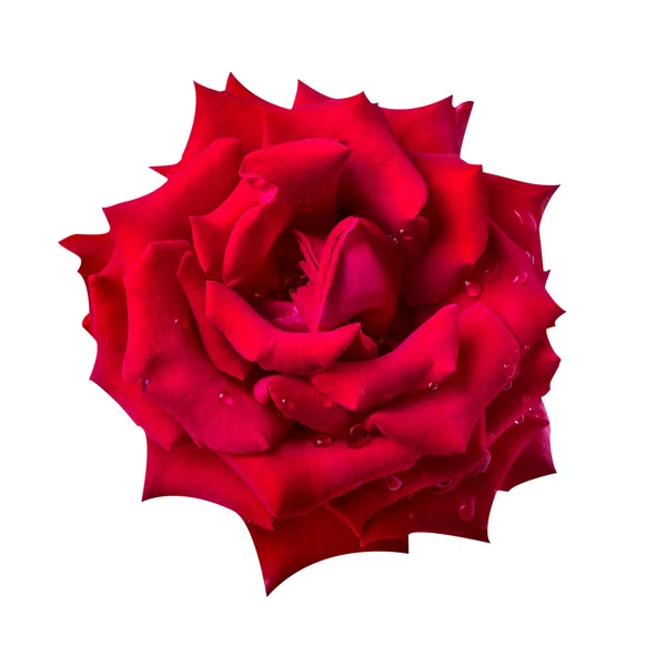 Κόκκινο τριαντάφυλλο απομονωμένη στο λευκό — Φωτογραφία Αρχείου