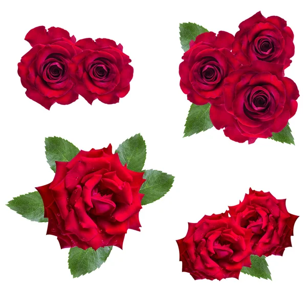 üzerinde beyaz izole kırmızı gül 